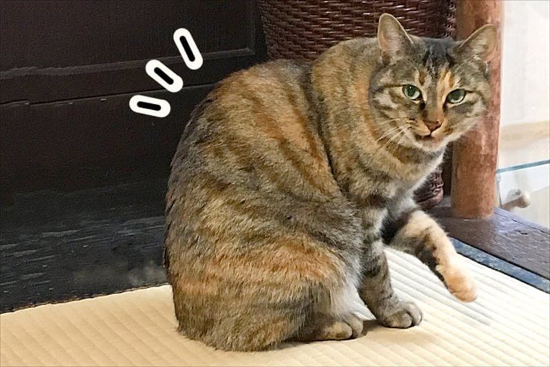 背中が丸まった猫