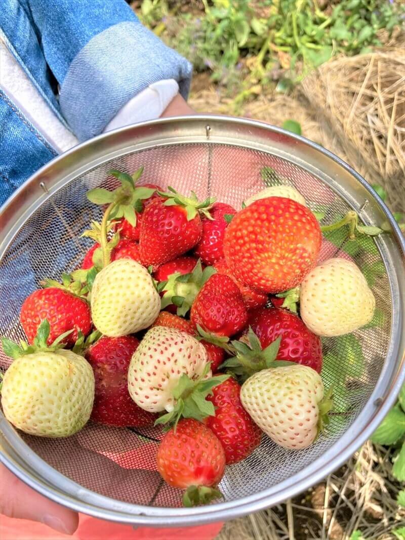 取手市で家庭菜園のいちごを収穫した写真｜くまもと整骨院のゴールデンウィーク