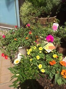 黄色とオレンジの花が咲くガザニアとスーパーベルの寄せ植え鉢