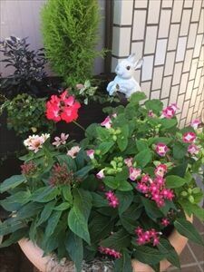 ウサギの置物とペンタス・ジニア・ゼラニウムの寄せ植え