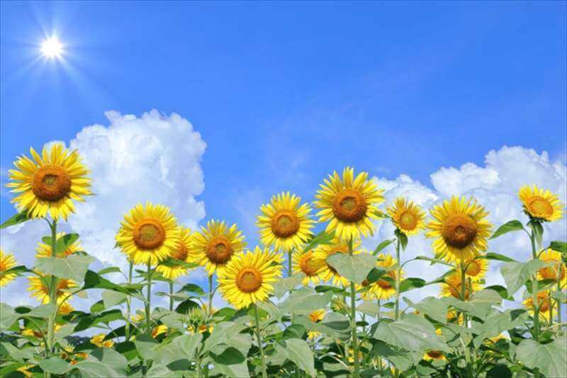 青空に咲くひまわりの花と真夏の太陽