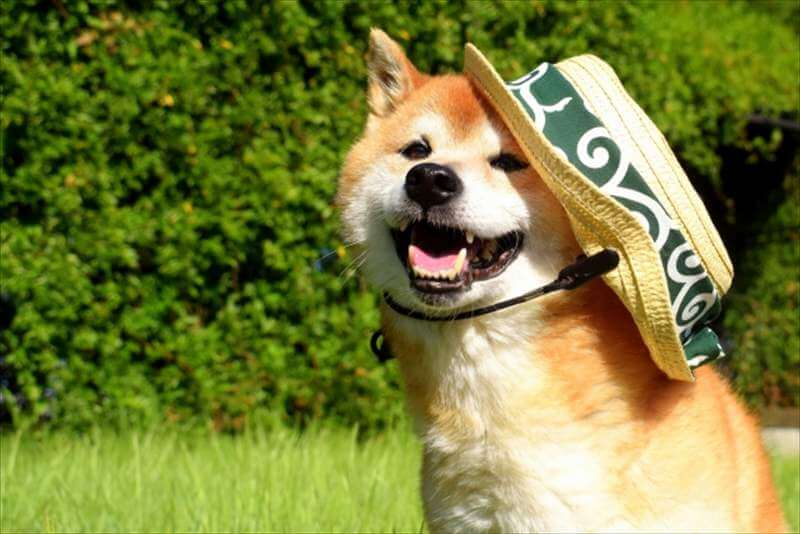 麦わら帽子をかぶって笑う柴犬