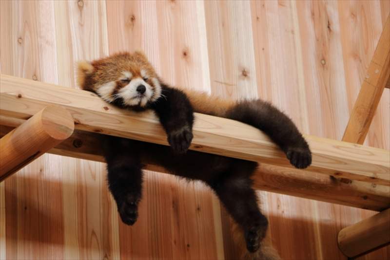 木の上でぐったり寝ているレッサーパンダ