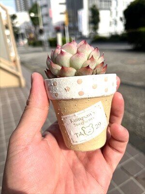 ピンククリスタルローズとリメ鉢