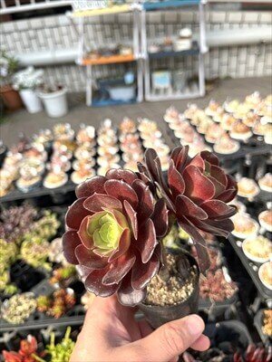 アエオニウム属 カシミアバイオレット