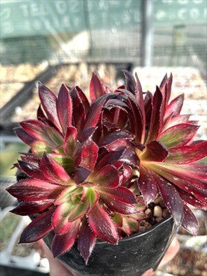 アエオニウム属 朱雀錦の紅葉