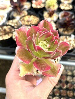 ホワイトフェニックス錦のピンク紅葉