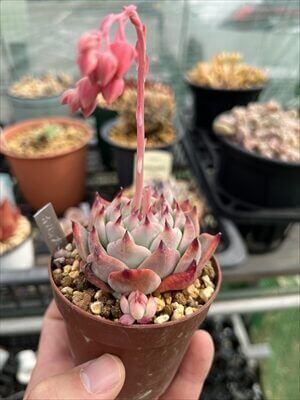 エケベリア属の桃太郎