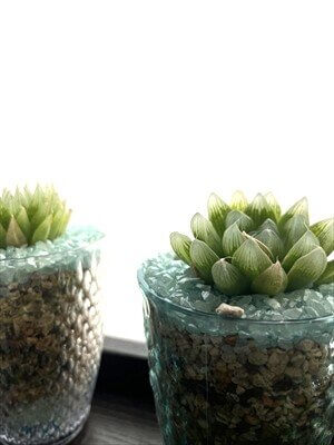 室内向けのハオルチアの写真