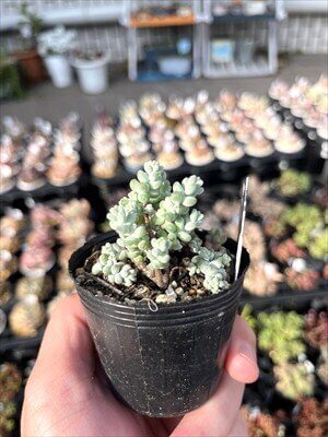 木立性ブレビフォリウムのアップ写真