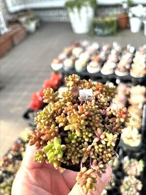 ベラッディンベルノの紅葉がさめてきた写真