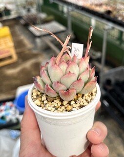 エケベリア属 花うららのアップ