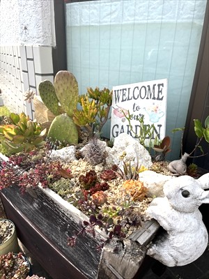 多肉植物のドライガーデン風寄せ植え　ウサギやサボテン